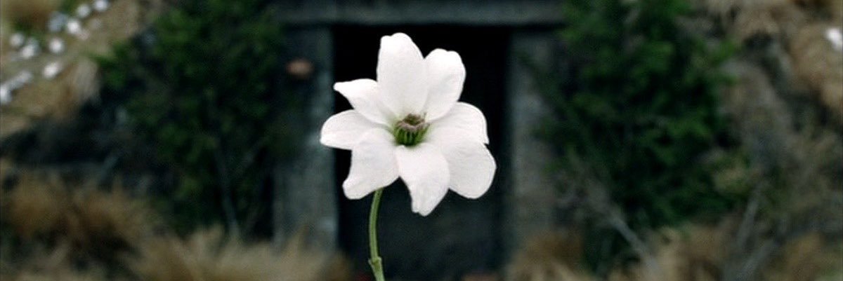 ccandelaruiz's profile banner image