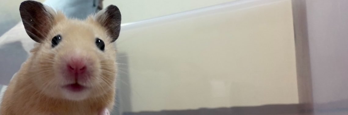 hamu_uhm's profile banner image