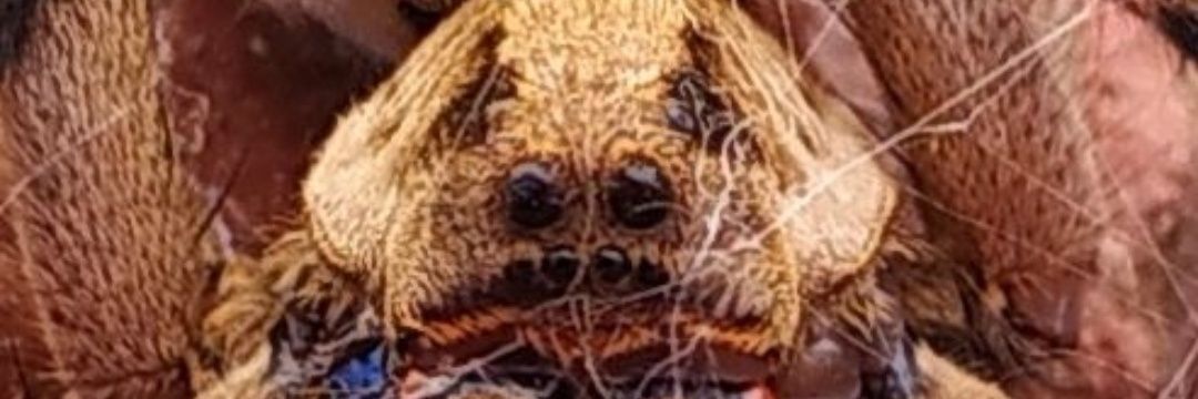 Diego7174's profile banner image