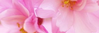 ns_pien's profile banner image