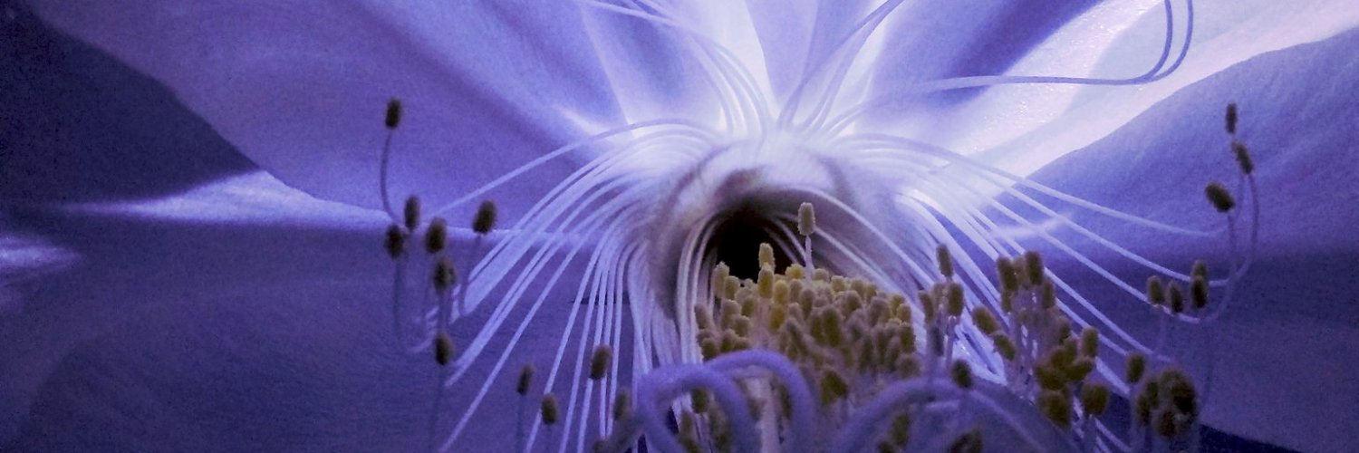 arofeliz's profile banner image
