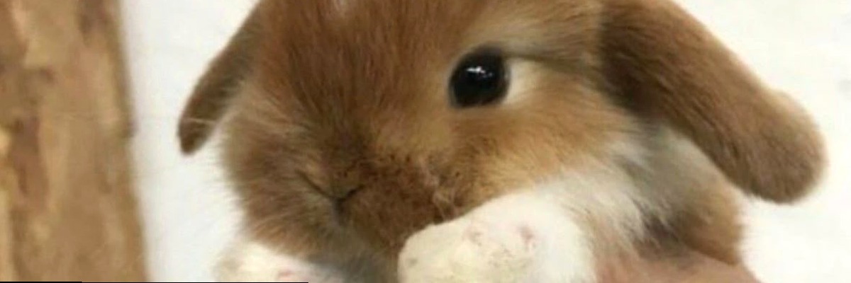 presleyjomfg's profile banner image
