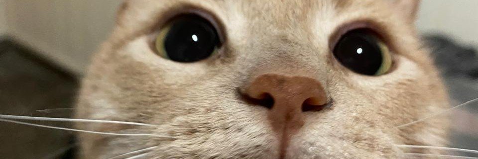 ghosttb0y's profile banner image