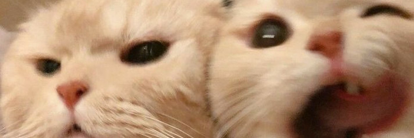 eevee173's profile banner image