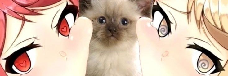 Missydvnc's profile banner image
