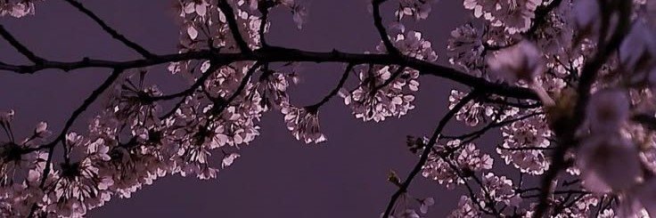 sophmindless_'s profile banner image