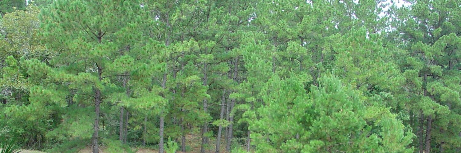 LostPinesRealty's profile banner image