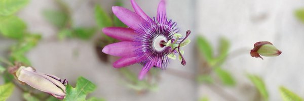 bierfas Profile Banner