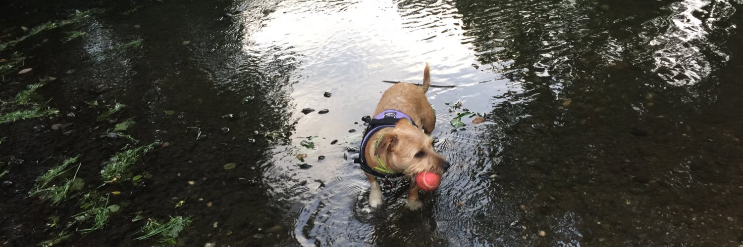 gonkypops's profile banner image