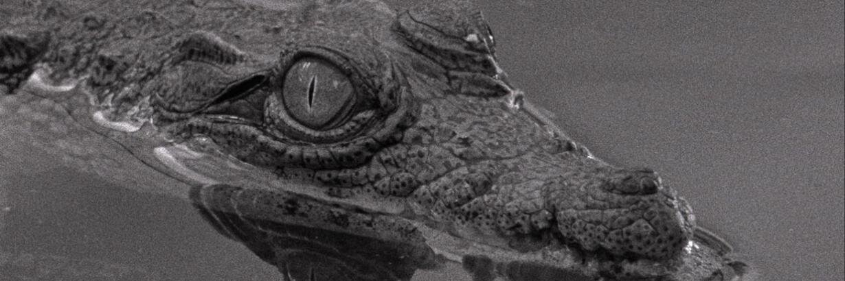 PoppyPascoe's profile banner image