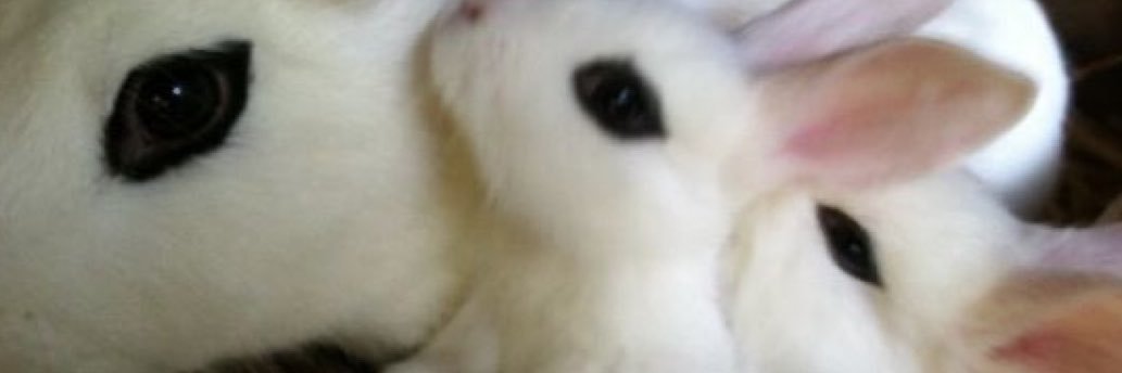 grosssocks's profile banner image