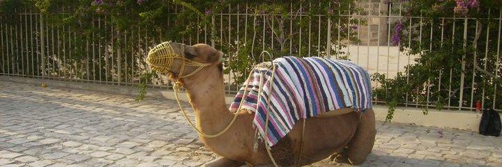 Jaume Castaño banner