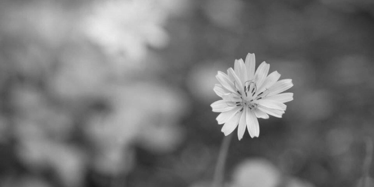 syu__zo's profile banner image