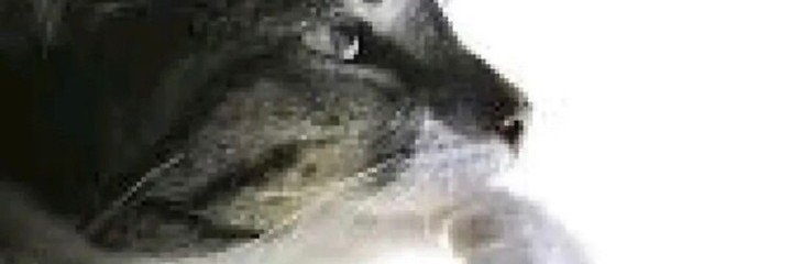 Paulaaxvs's profile banner image