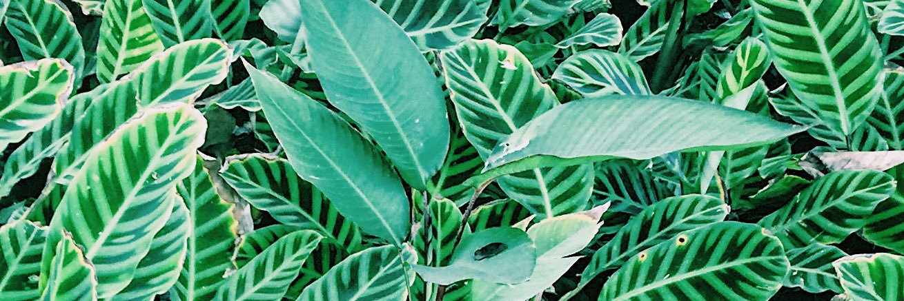 jojofasho's profile banner image