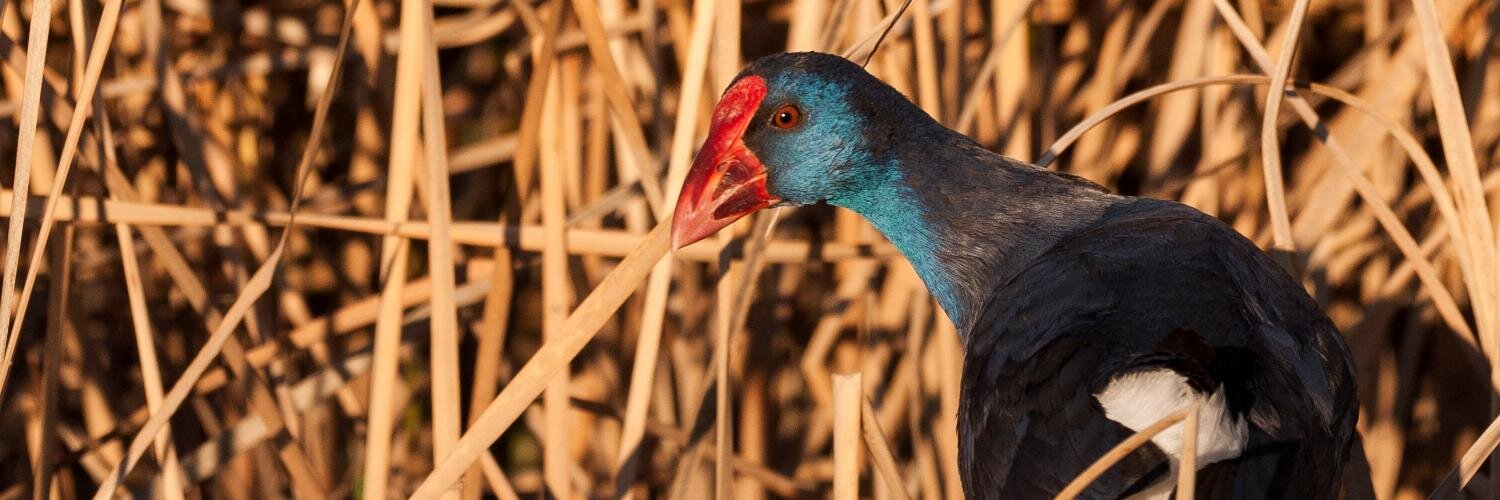EcotonoBirdingS's profile banner image