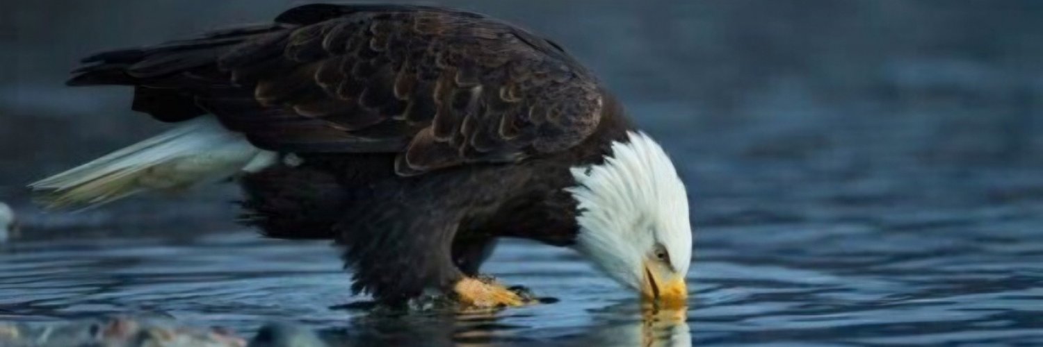 carlomer80's profile banner image