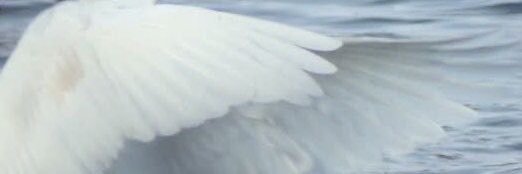 bl3edingpink's profile banner image