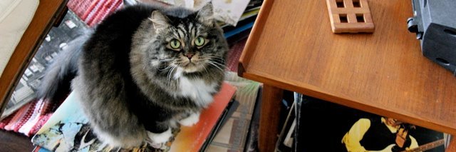 flothecat's profile banner image
