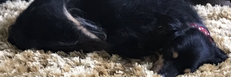 MissyMoosMum's profile banner image