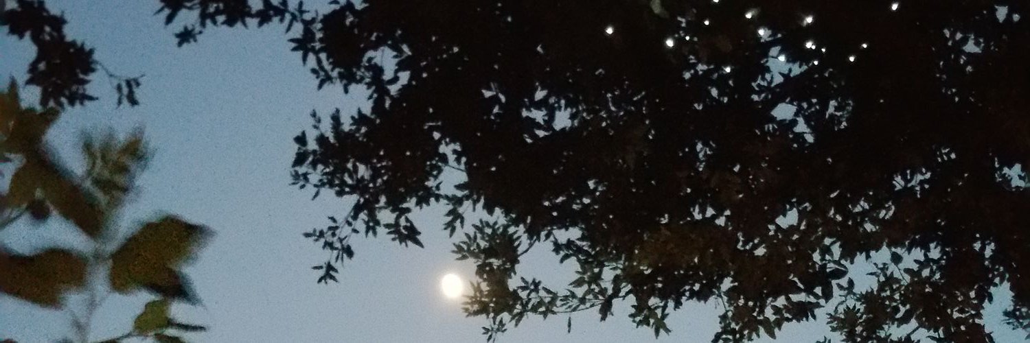 SilKolja's profile banner image