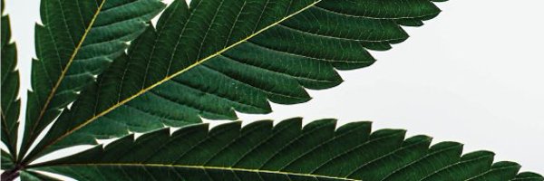 Oaksterdam Profile Banner