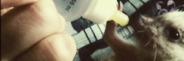dullegret's profile banner image