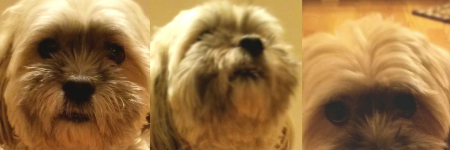 Rochelle Fritsch banner