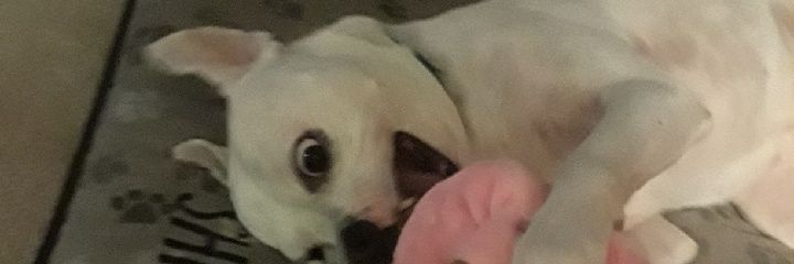 FudgeHayes's profile banner image