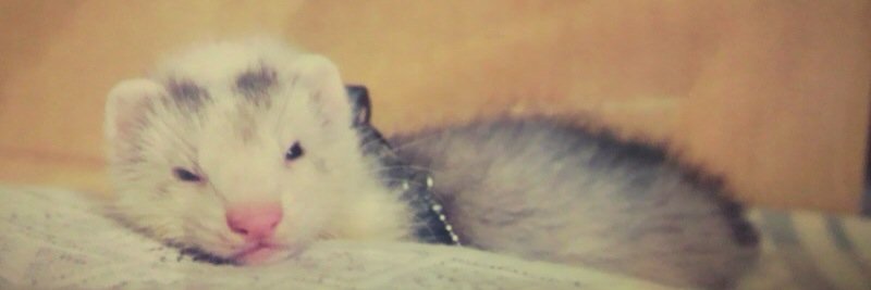 ___sano___'s profile banner image