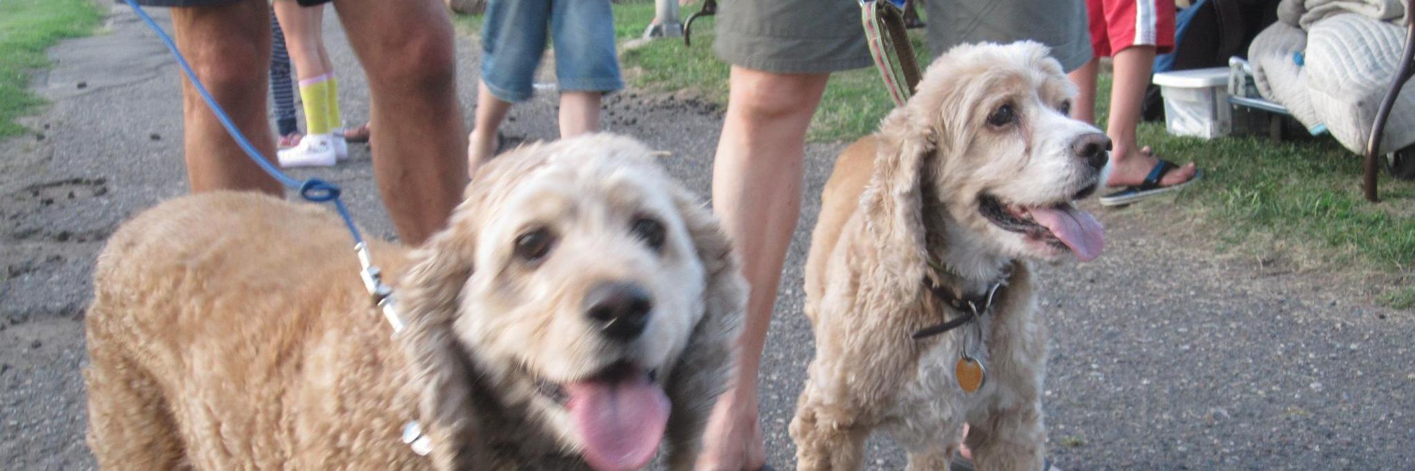 SW Minneapolis Patch banner