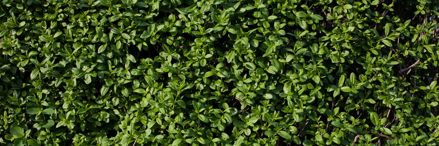 tangygrape's profile banner image