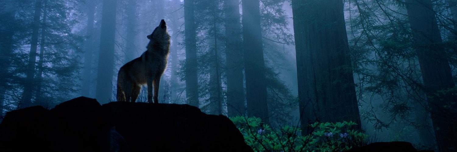 Leokosta's profile banner image