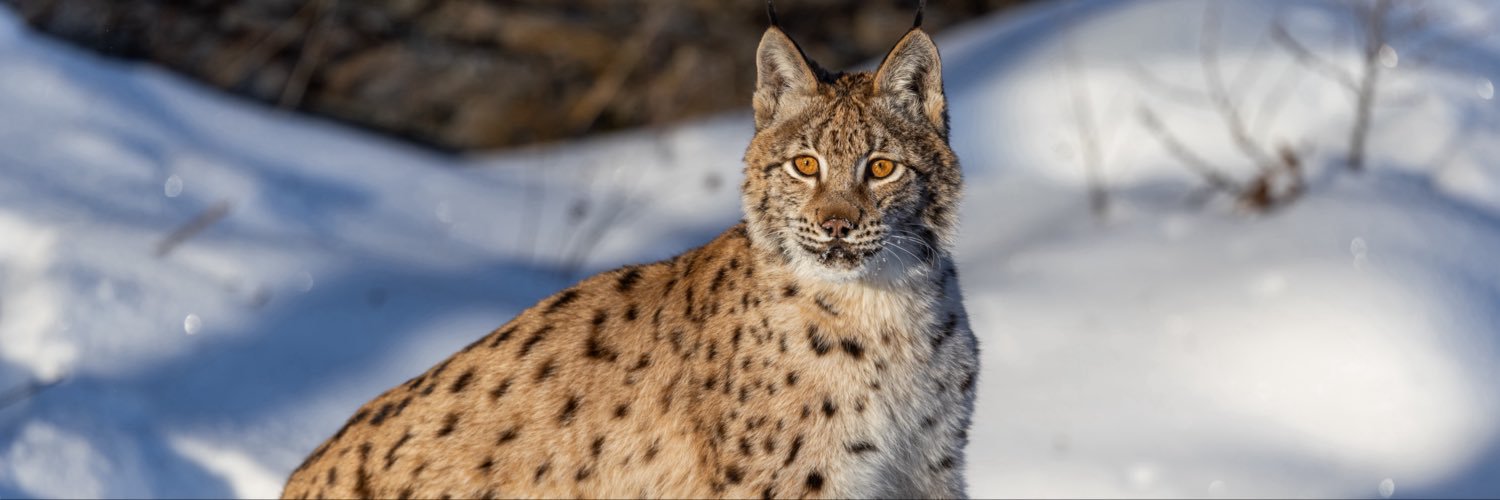 lynxcake's profile banner image