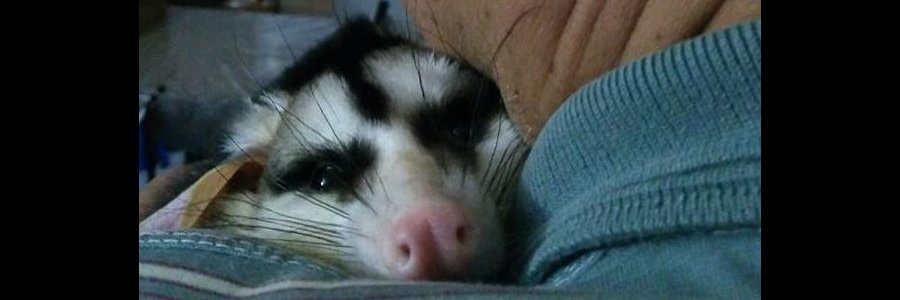 ЄL RЄFЄRЄNTЄ🧉 🏆🏆🏆 🐐 🇦🇷 banner