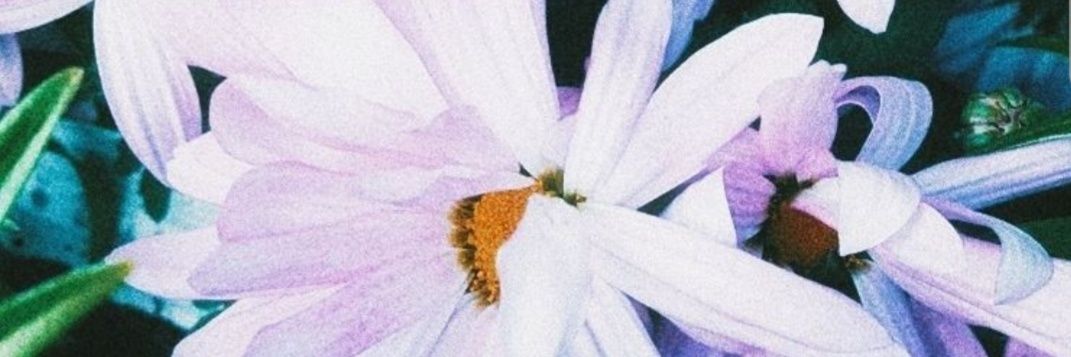 L_Bantz's profile banner image