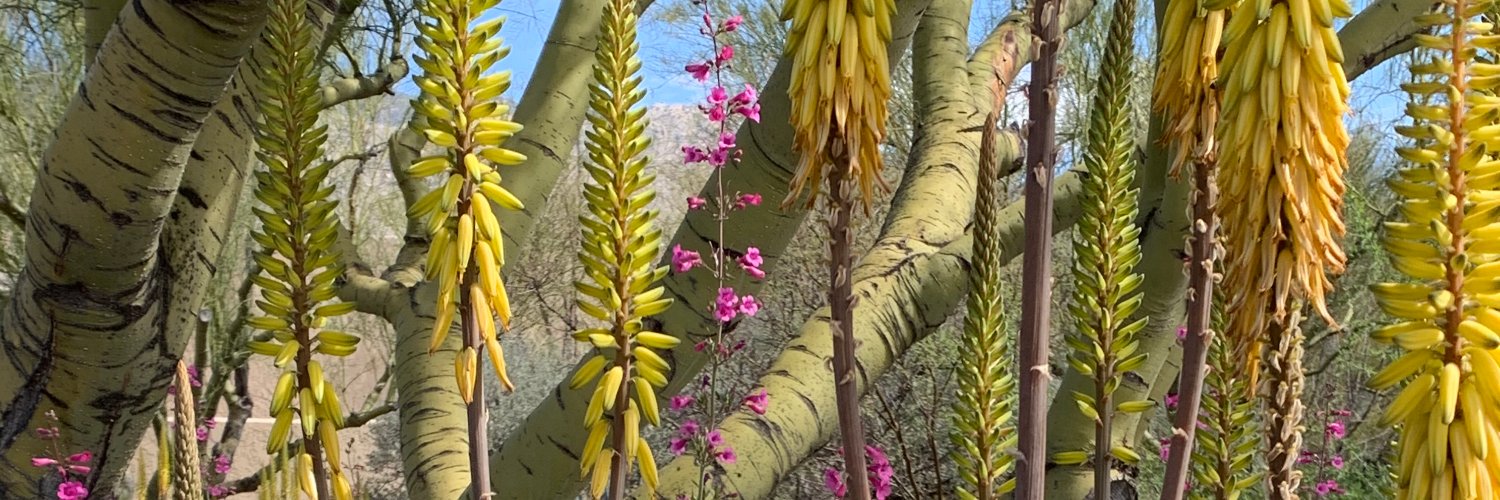 Dr. Eva Sierminska banner