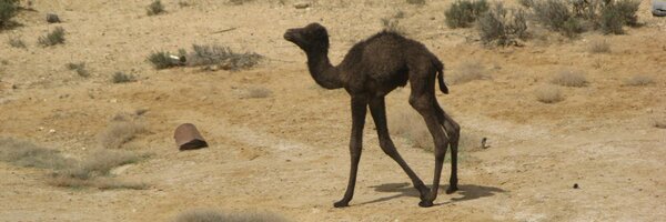 aviwarshavsky Profile Banner