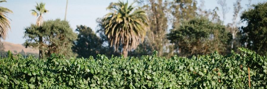 Scribe Winery banner