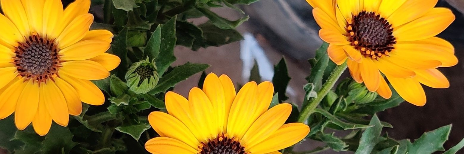 AmalHalaby's profile banner image