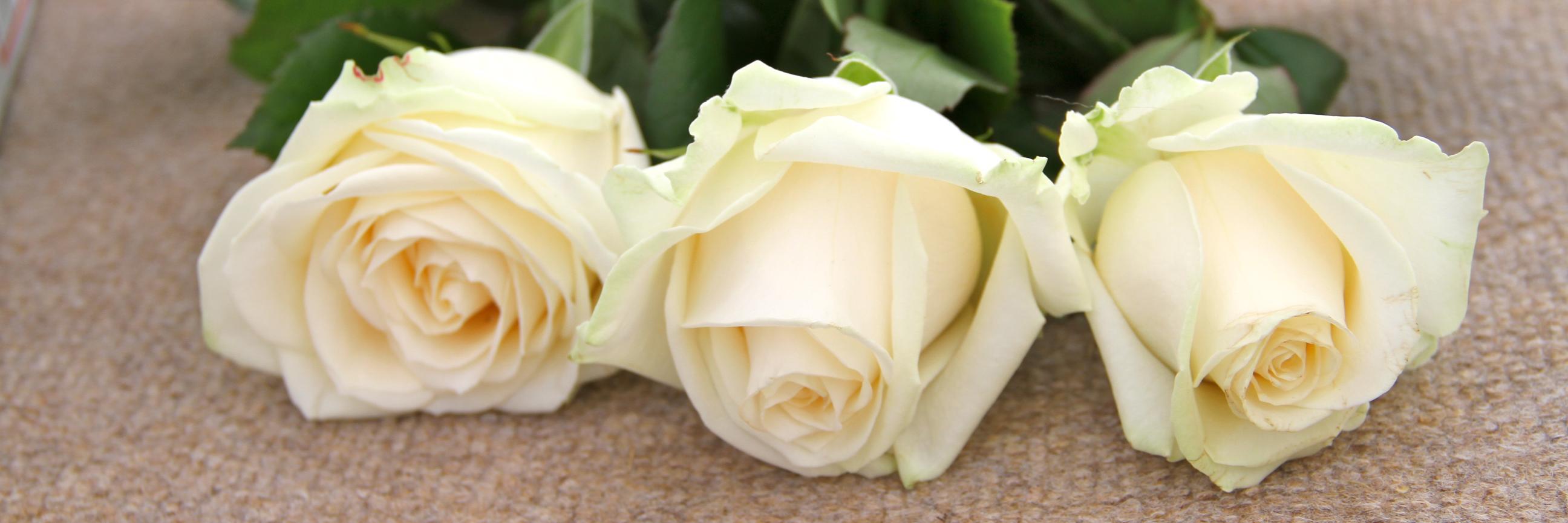 lillyfizzy banner