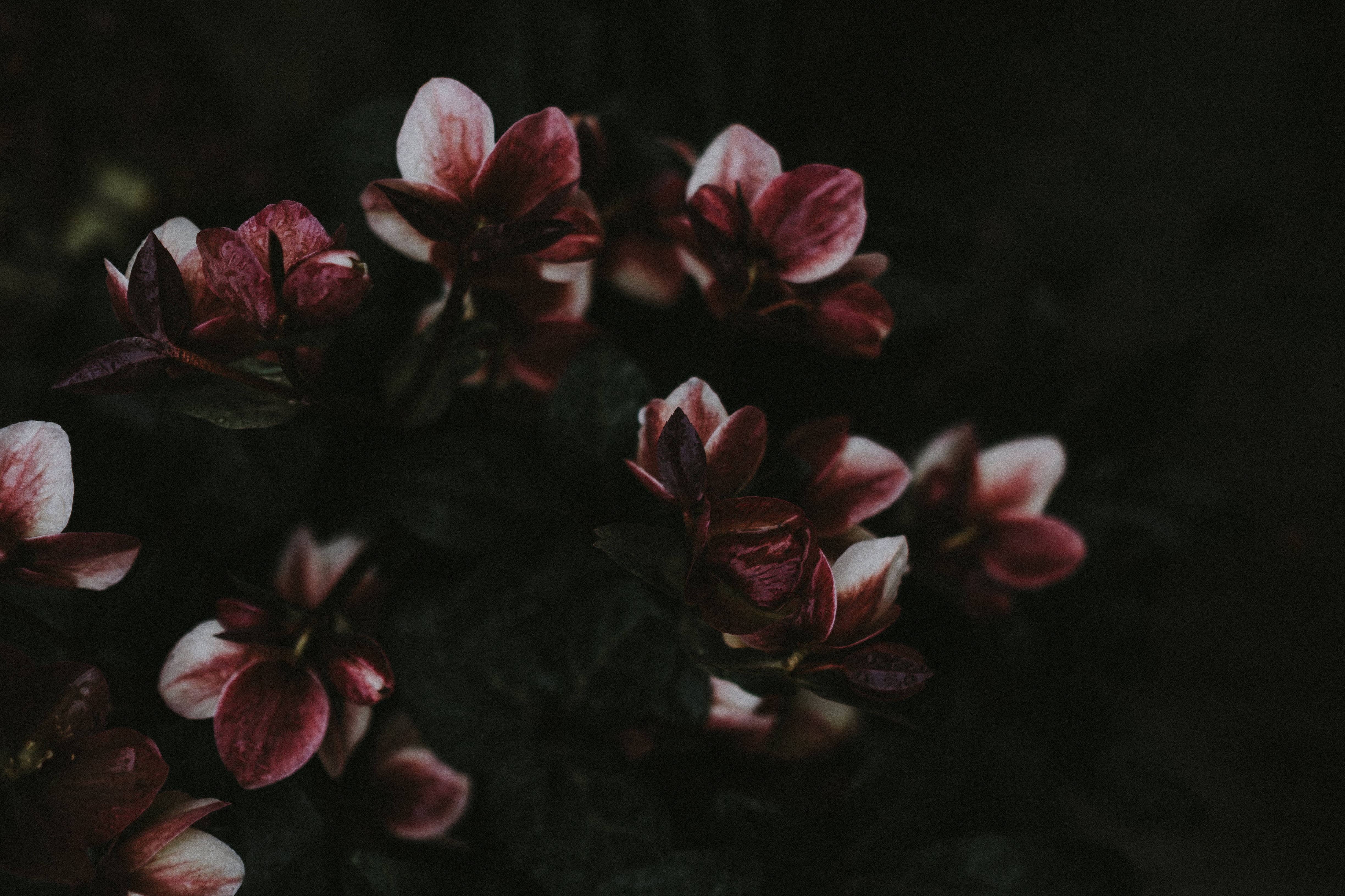 StephenMalkfsu's profile banner image