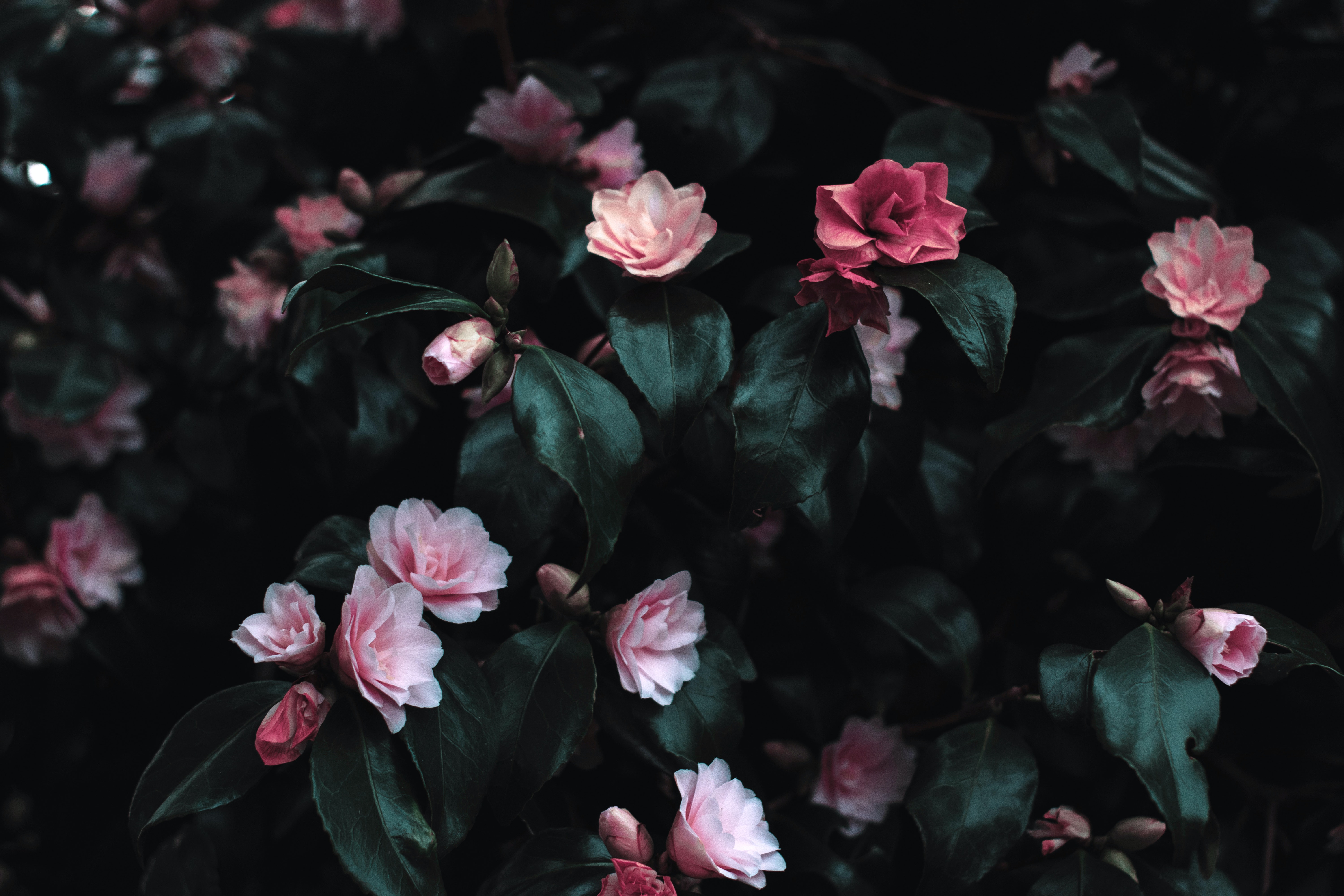 MichelleRokt4z's profile banner image