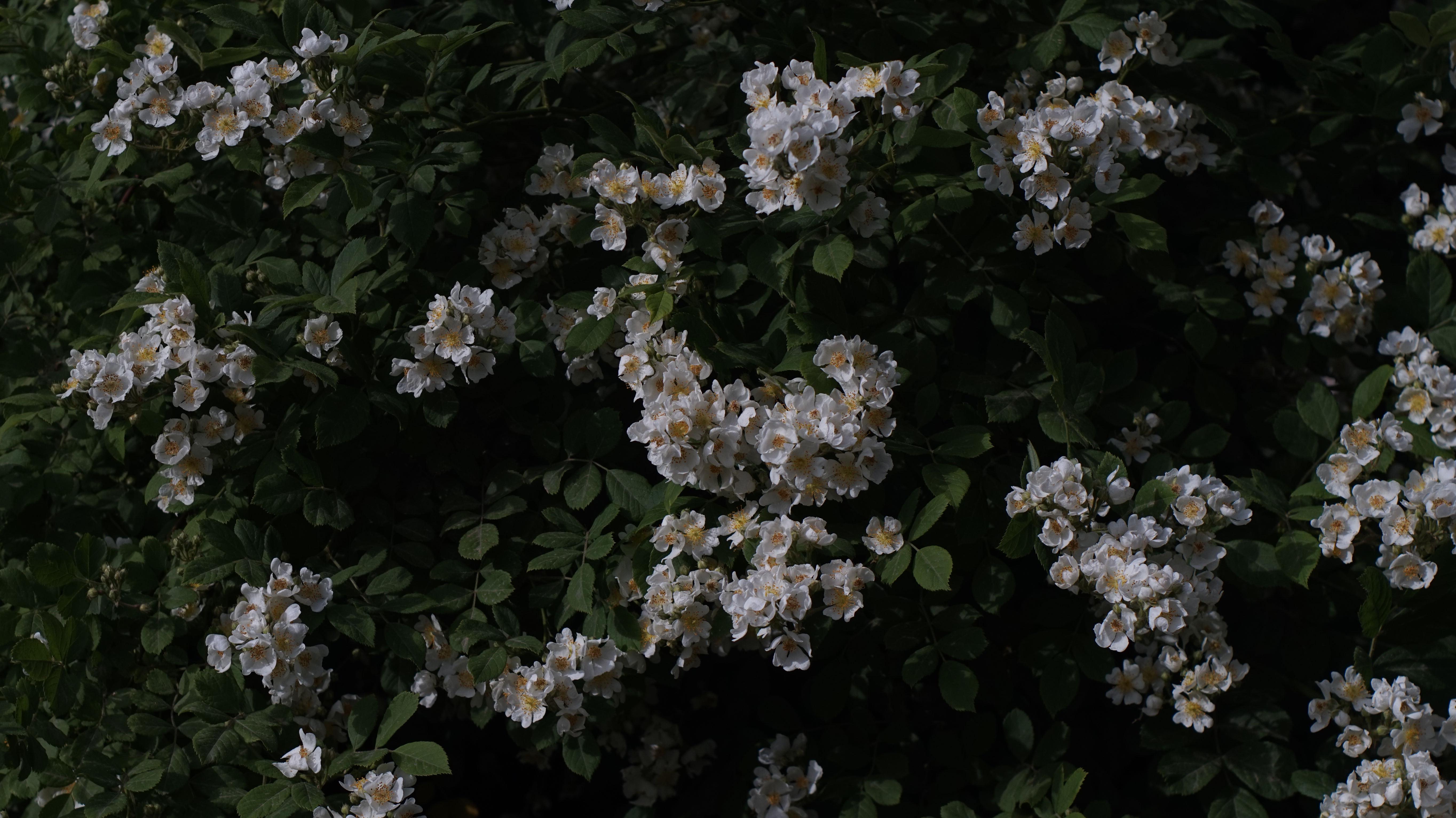 IsaacClark3aj7's profile banner image