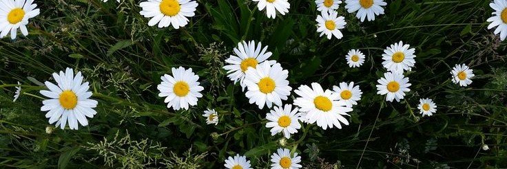 NauraSalsaoo's profile banner image