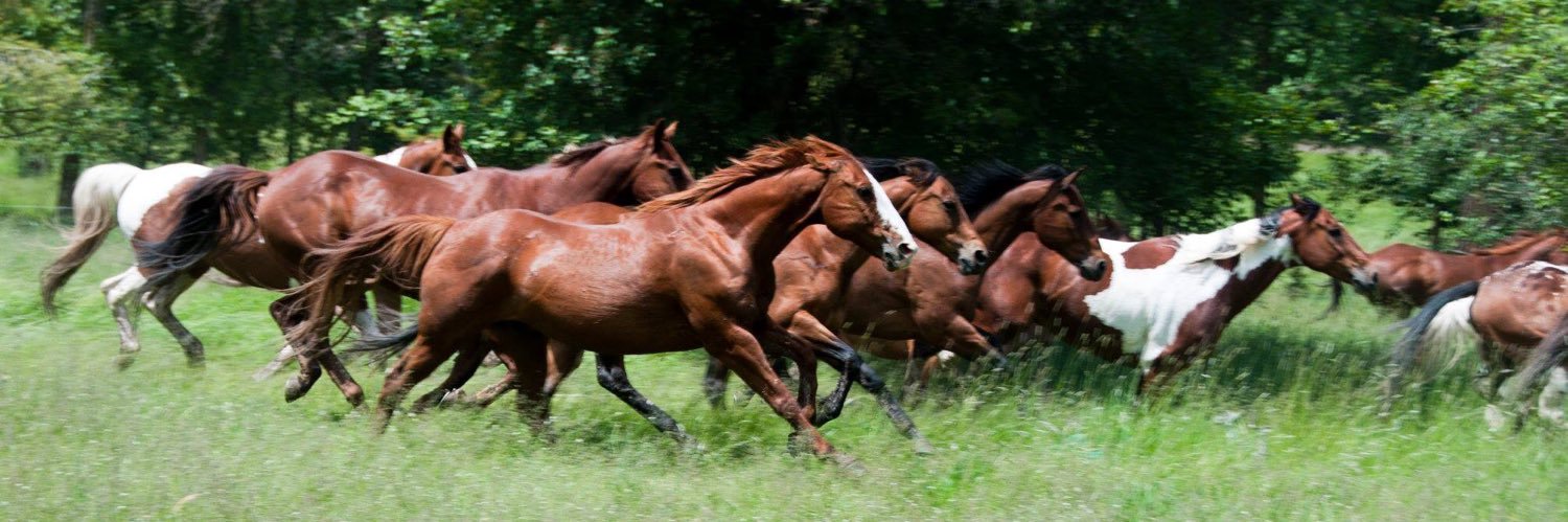 Flathead Lake Lodge banner
