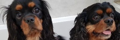 markangloswede's profile banner image