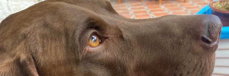 Yolanda Torres O. banner