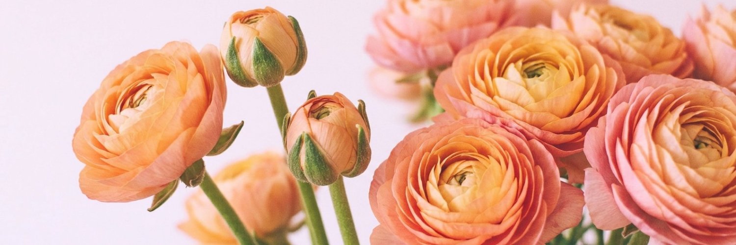 merure_anna's profile banner image