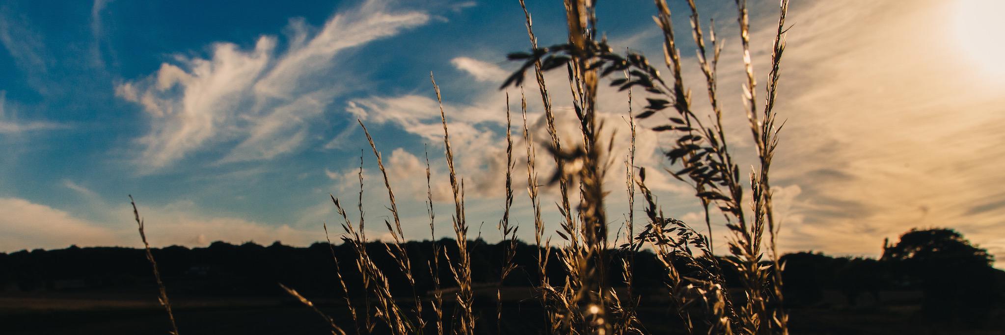 Armagan Amcalar banner